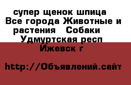 супер щенок шпица - Все города Животные и растения » Собаки   . Удмуртская респ.,Ижевск г.